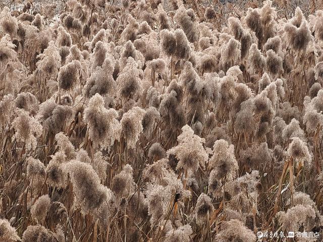 湿地片片芦花开，寒风阵阵景色美