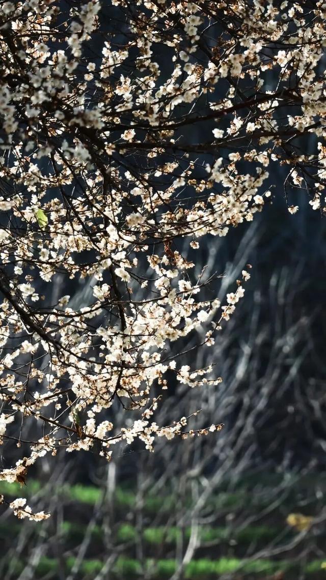楚雄花开成海！你期盼的春天提前来了