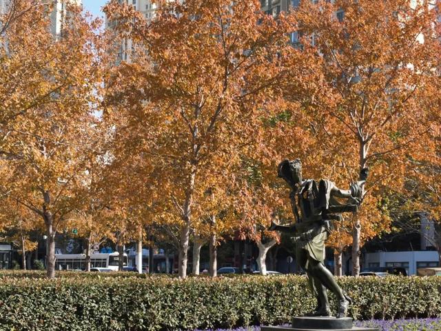 红花槭火红、银杏金黄、乌桕美如油画……静安这里藏着一片绝美秋色→