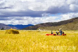 西藏日喀则：金秋青稞麦飘香 颗粒归仓“丰”景美图片