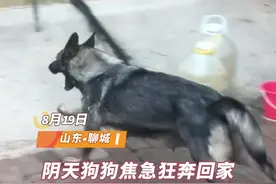 温暖山东丨狗狗阴天飞奔回家，给在村口乘凉的奶奶送伞图片