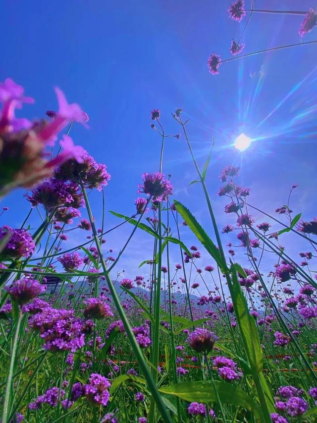 漳州也有“普罗旺斯”花海了！