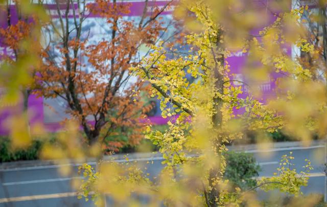 @0731，一组绿心秋色卡，请查收！