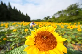 向日葵是如何“看到”太阳的？图片