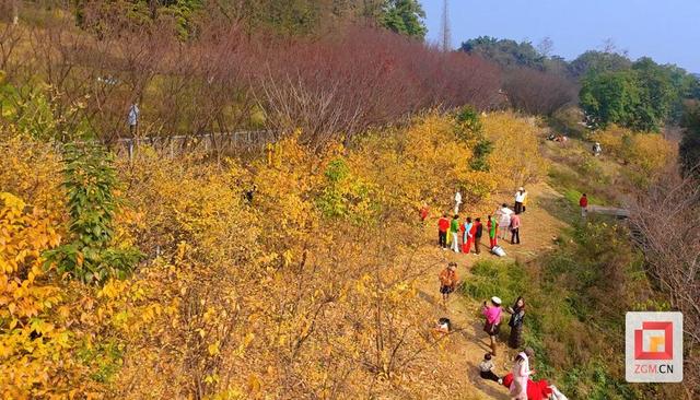香气满园！自贡盐都植物园邀您赴一场冬日幽香之约