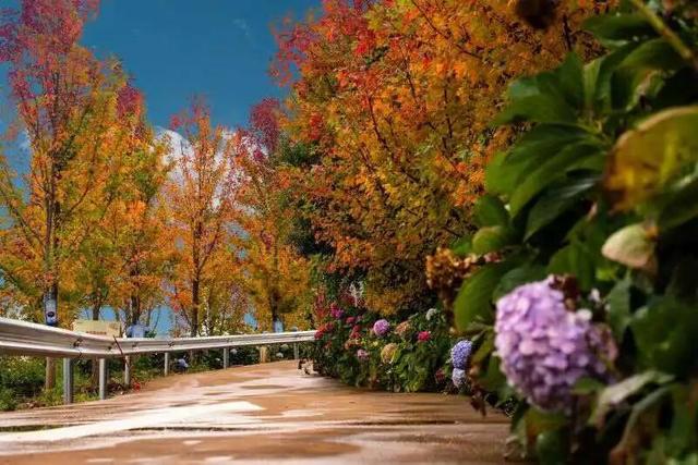 美上央媒！昆明红了！周末冲！打卡最美枫景去，超全攻略速收藏→