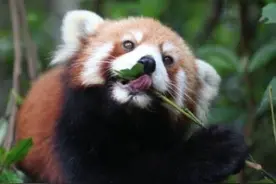 云南一5岁小熊猫已外逃3个月，景区悬赏5000元找它图片