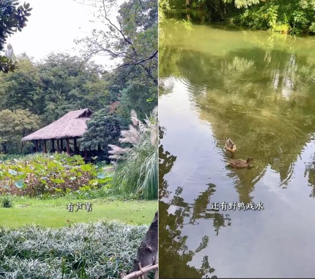 知名男星发视频狂推杭州“小众景点”！网友直呼：这里特别美！