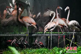 首次引进美洲红鹮、古巴火烈鸟 重庆动物园迎32只“新朋友”图片