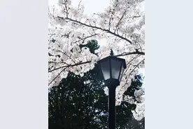 春日限定！看家门口的莫奈花园美出圈图片