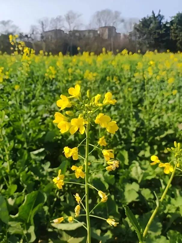 大冬天去赏什么花~油菜花！