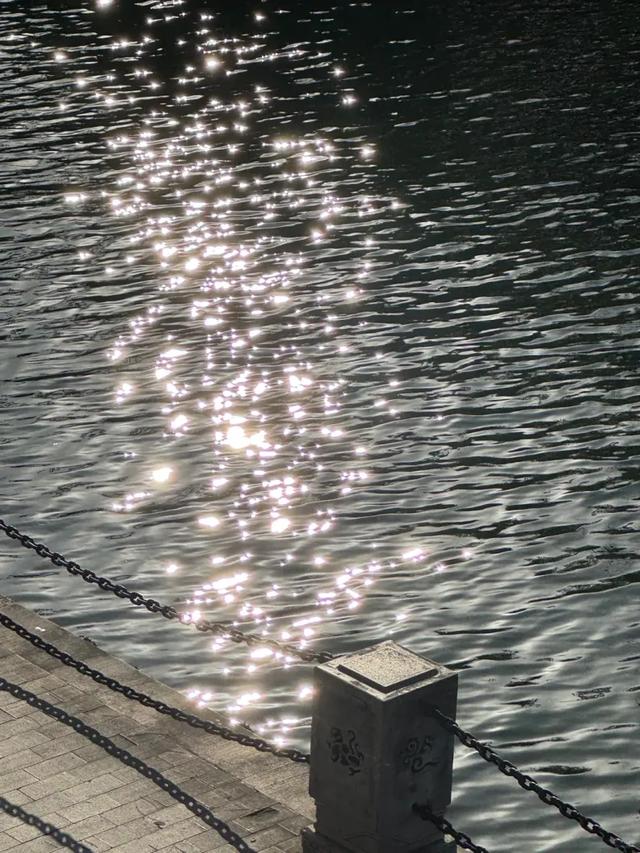 大白鹭现身!寒潮来临前,到环城公园赴一场暖冬之约~