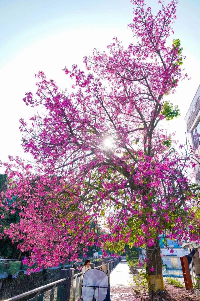 7000㎡粉黛花海+ “粉色童话世界”！深圳秋天必打卡→