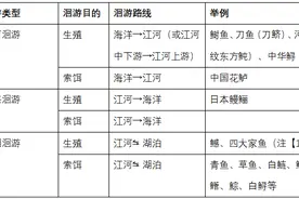 长江发现“新”鱼？“老”鱼这边也有好消息图片