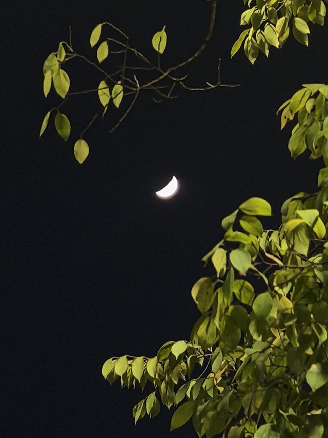 晚潮｜苏堤夜月与钱祠香雨