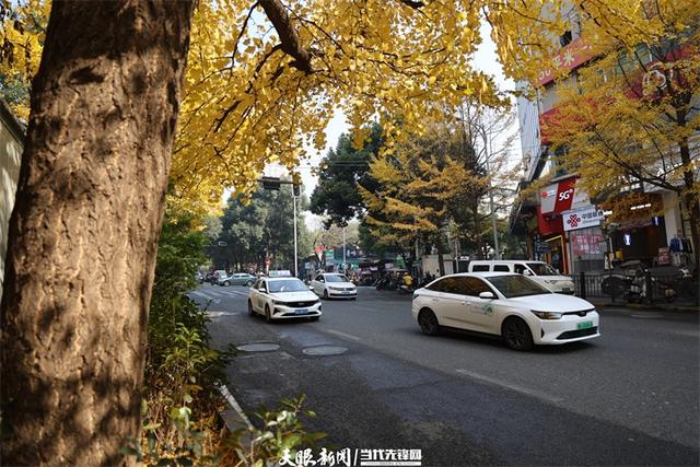 金色银杏与车流共舞,贵阳文昌南路上的“限定冬景”