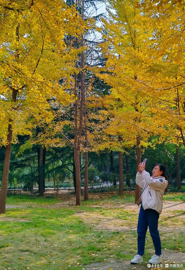 赏秋不用远足，济南森林公园诗意盎然