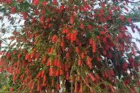 绿化树种怎么选？广东发布乡村绿化树种选择指引图片