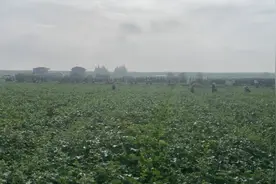 安乡：头茬“美侬”香瓜抢“鲜”上市图片