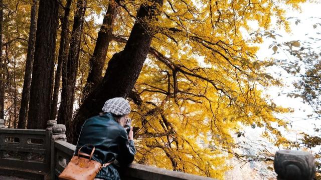 临安，一座被银杏腌入味的城市