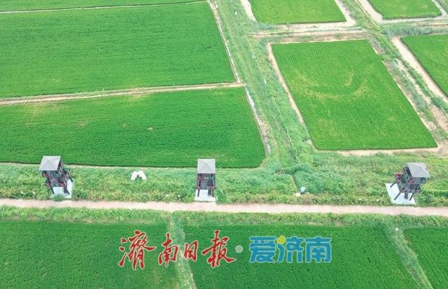 一年四季 泉在济南丨济西稻浪映秋色，席家庄田园画卷正浓