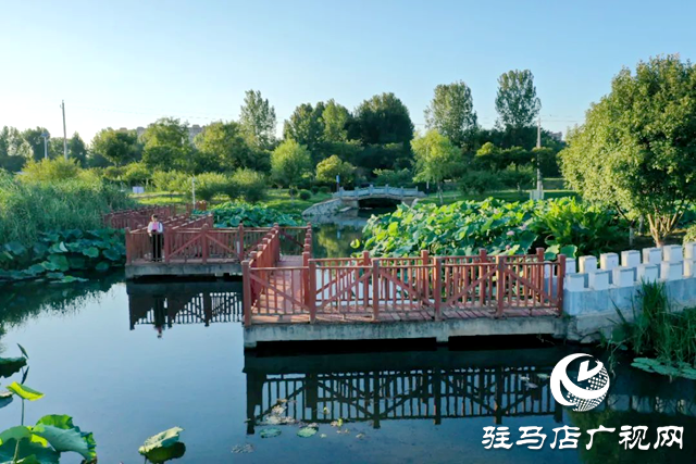 【大美天中】盛夏泌阳：荷影翩跹 湿地流韵