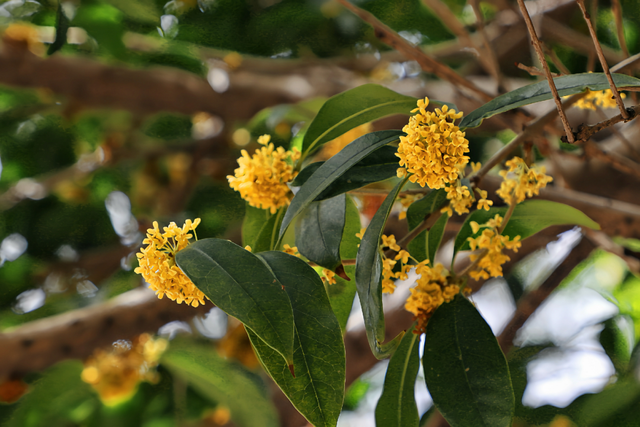 破案了！西街飘散的香味，源头竟然在开元寺