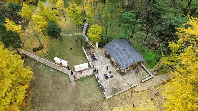 【天眼影像】仁怀：千年古银杏群金黄胜境 绘就黔北冬日乡愁地标