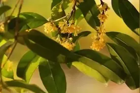 西湖边超250岁桂花树满枝花开图片