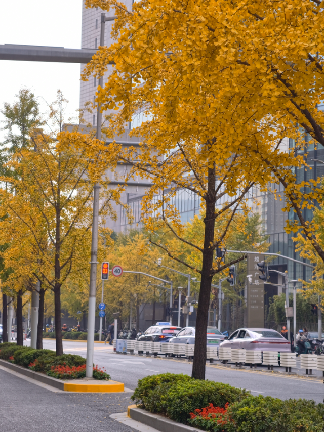 静安“银杏车站”迎来最美时刻！满眼的金色浪漫……（附全区银杏打卡点位）