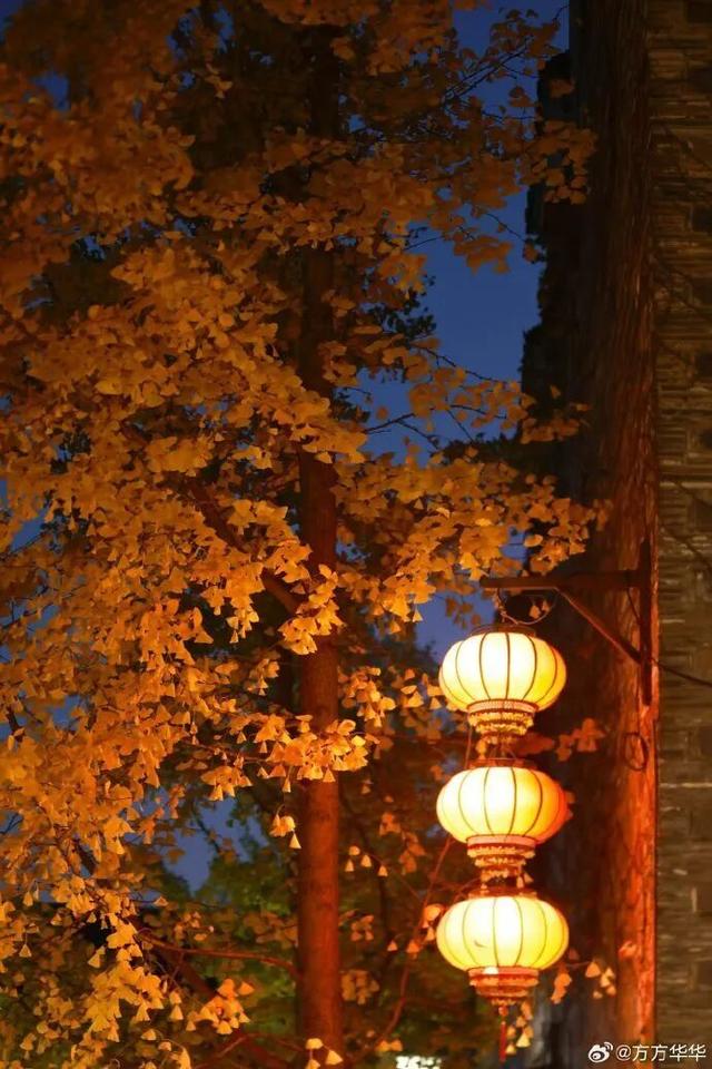 秦淮的银杏，悄悄黄了