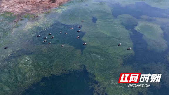 湖南衡山萱洲国家湿地公园：水清岸绿鸟蹁跹 生态画卷入眼来
