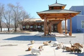 米业公司驯养40余只猫捕鼠，负责人：要让猫保持饥饿，做好防疫和消毒图片