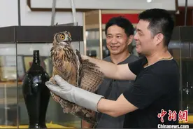 野生动物雕鸮暴风雨中获救助 放飞重返大自然图片
