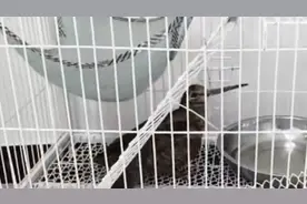 国家二级保护动物丘鹬撞上玻璃窗晕倒，民警救助后放生图片