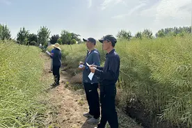 新品种同台竞技 武汉油菜十大“优等生”脱颖而出图片