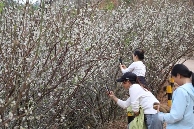 又被信宜美到了！青梅如雪，花期只有1个月