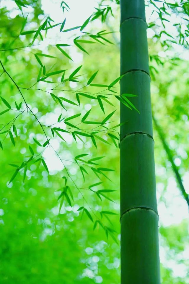 来南京看“海”呀！