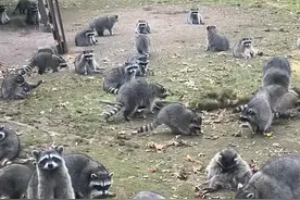 投喂浣熊35年后自家被百余只包围 警察到场后也大吃一惊图片