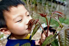 上方山三宝之首！《舌尖上的中国》里的香椿开始采摘啦图片