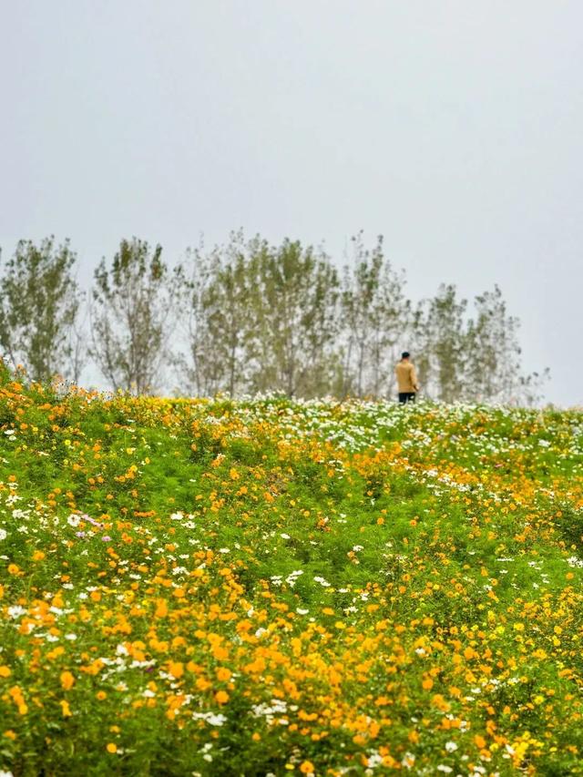 余杭这片花海，限时回归！