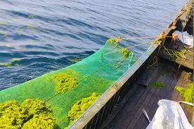 胶州市积极部署浒苔前置打捞工作 护航海洋生态环境图片