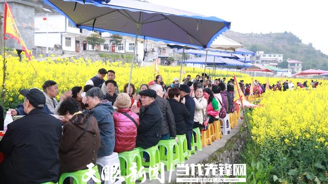 播州区茶山村:油菜花节开幕800亩花海醉游人