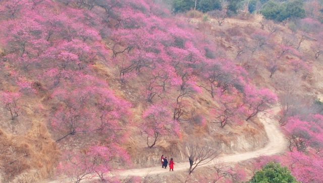 赏花去！奉化这波“梅”景，太出片→