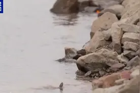 重庆“胖猫”事件续：超90吨外卖曾堆满长江大桥，办案民警遭网暴图片