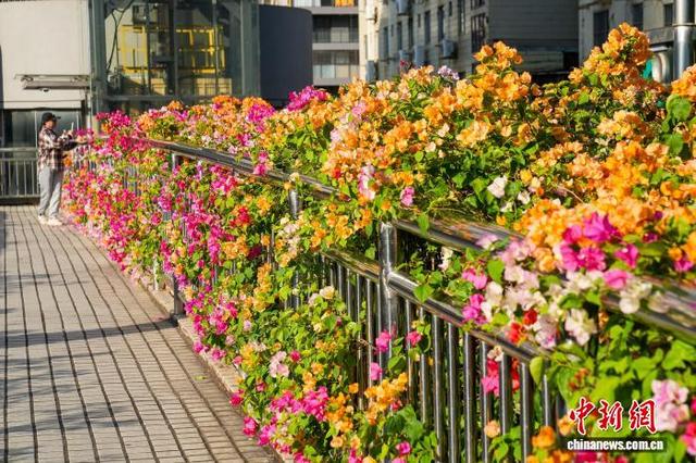 广西南宁：“彩虹”飞架闹市间