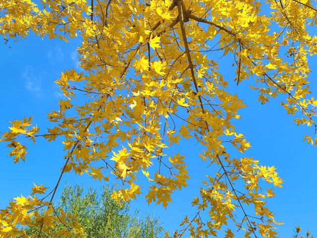 今日北京晴朗微风，有空走走，赏秋正当时