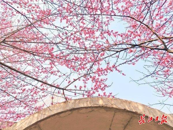 三梅争艳，武汉园博园藏着一只超级“花篮”