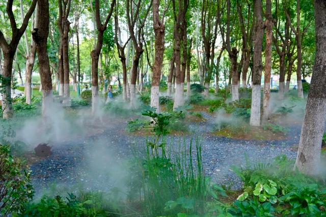城市密林→童话森林！蜀山这片“雾森绿谷”美出圈