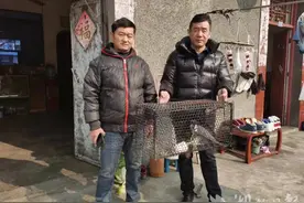 应城：让游隼有个“家”图片